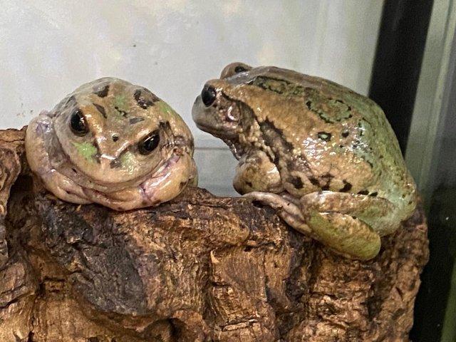 Preview of the first image of Frogs for sale at Birmingham Reptiles.