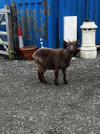 Image 2 of 2x Pygmy goat nannies and male kid
