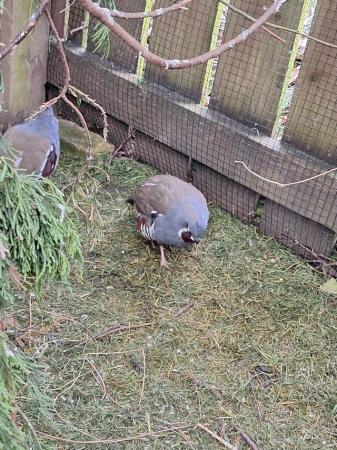 Image 1 of Quail for sale, Mountain quail and Tennessee Reds.