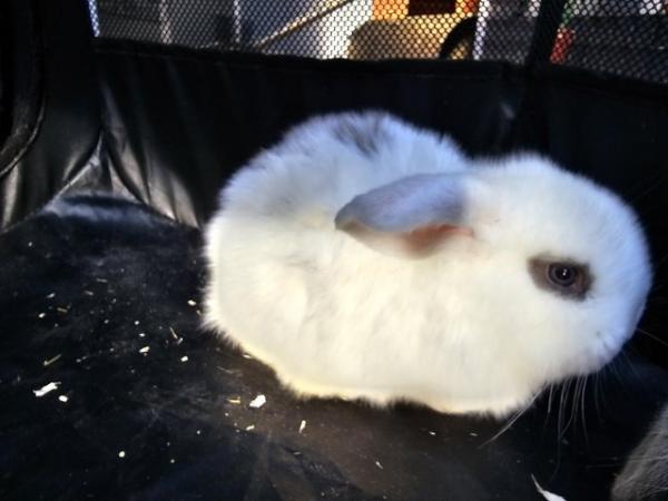 Image 5 of Gorgeous *Pure Bred* Giant Blue Eyed Lop Boy NowReady