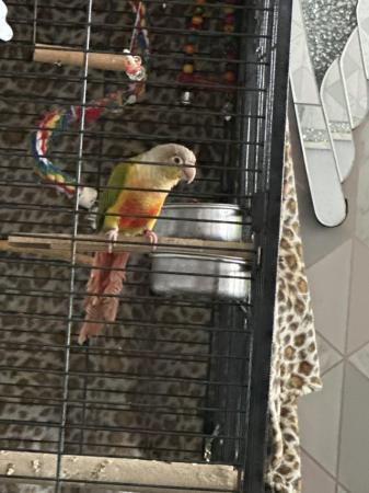 Image 3 of Pineapple conure with full set up