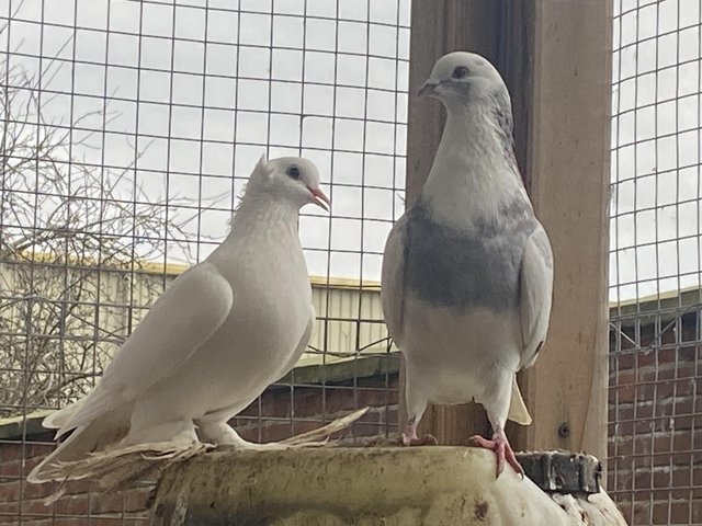 Preview of the first image of a domestic pigeon breeding pair.