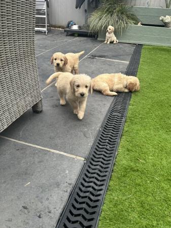 Image 3 of 6 beautiful labradoodle puppies - ready now
