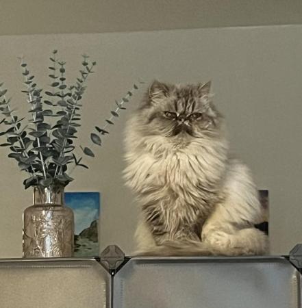 Image 3 of Persian cat 18 months female