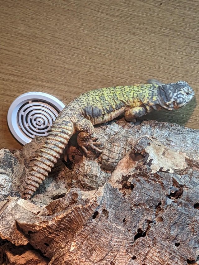 Preview of the first image of Mali Uromastyx Lizard For sale.