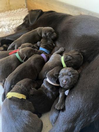 Image 7 of 10 Gorgeous Chocolate KC Dual Purpose Labrador puppies for s