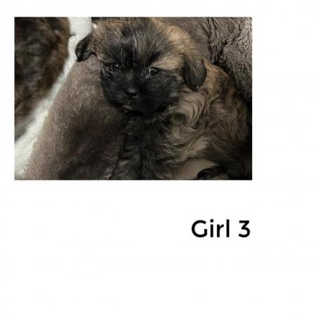 Image 9 of 4 Beautiful Shorkie Puppies for sale - Shih Tzu Cross