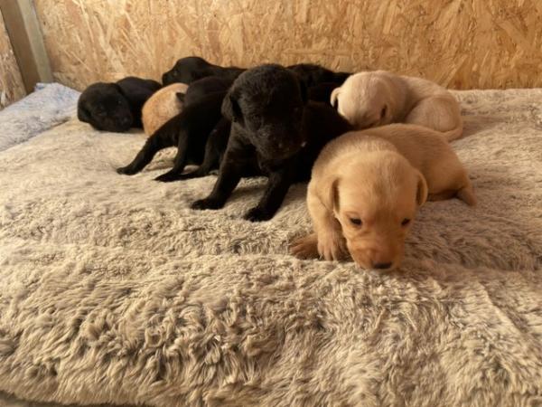 Image 1 of 15 days old Labrador puppies