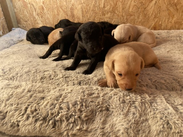 Preview of the first image of 15 days old Labrador puppies.