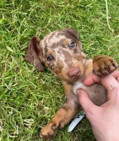 Image 19 of Quality bred Miniature Dachshunds 2 boys 1 girl for sale