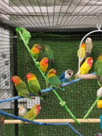 Image 2 of Stuning lovebirds pairs available.