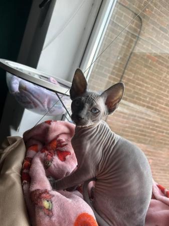Image 6 of ** Blue Mink Sphynx Boy available ** READY TO LEAVE