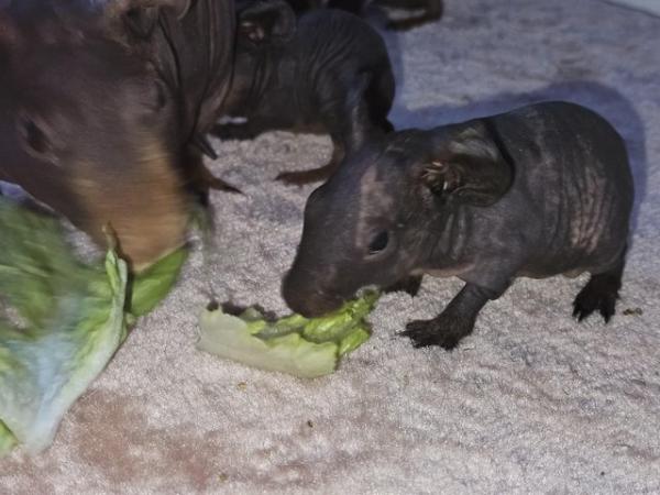 Image 1 of 4 skinny pigs for sale £85 each (1 boy left)