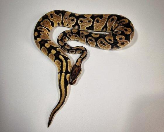 Image 3 of Ball Pythons / Royal Pythons (various morphs)