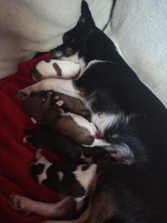 Image 2 of Chihuahua puppies,FULLY VACCINATED!!