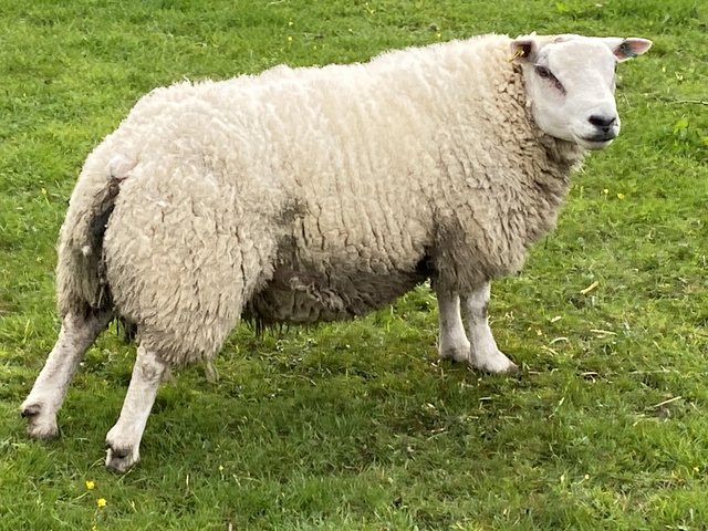 Preview of the first image of 1 beltex X texel tup & 1 pure texel tup.