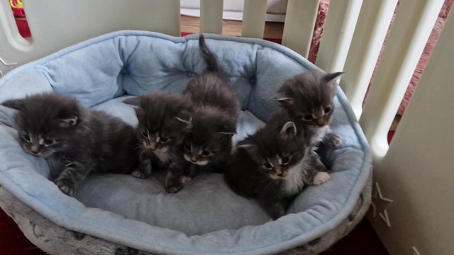 Image 22 of Gccf/ tica maine coon kittens microchipped and vaccinated