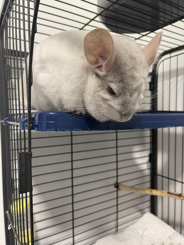 Preview of the first image of 2x Chinchillas with cage and accessories for sale.