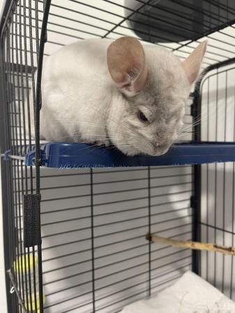 Image 1 of 2x Chinchillas with cage and accessories for sale
