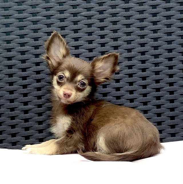 Preview of the first image of Kennel Club Registered Chihuahua Puppies.