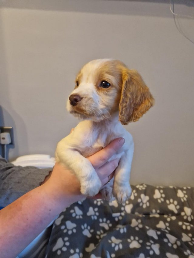 Preview of the first image of Beautiful working cocker spaniel puppy.