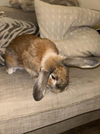 Image 5 of Giant French lop x house rabbit looking for a new home