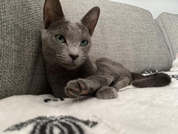 Image 7 of Gorgeous Russian blue kittens *2 LEFT available now