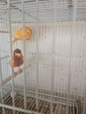 Image 2 of Two pairs of Canaries for sale