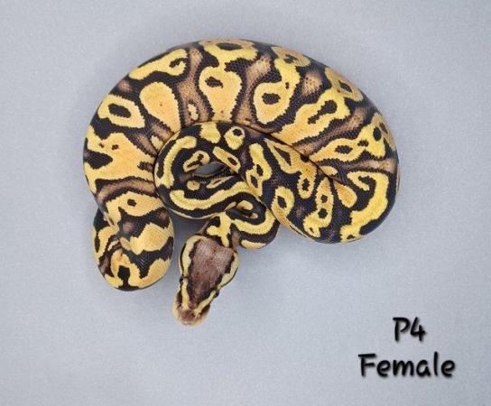 Image 12 of Various Hatchling Ball Python's CB23 - Availability List