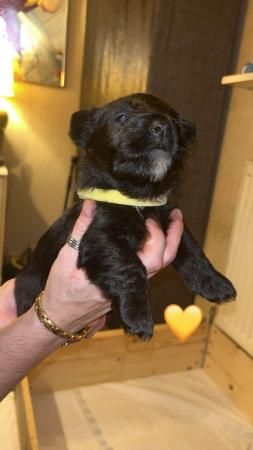 Image 13 of 5 beautiful kc registered Scottish terrier puppies