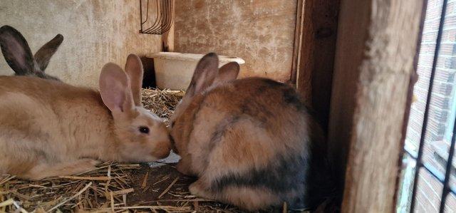 Preview of the first image of Lop cross giant continental rabbits.