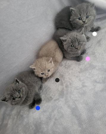Image 5 of 4th generation pedigree BSH Kittens.