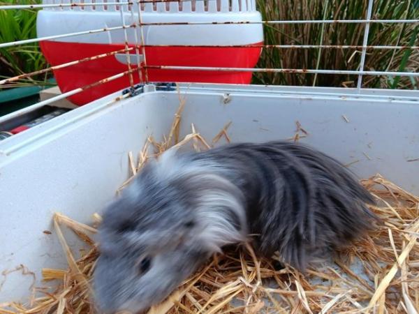 Image 1 of Guinea pig boys for sale