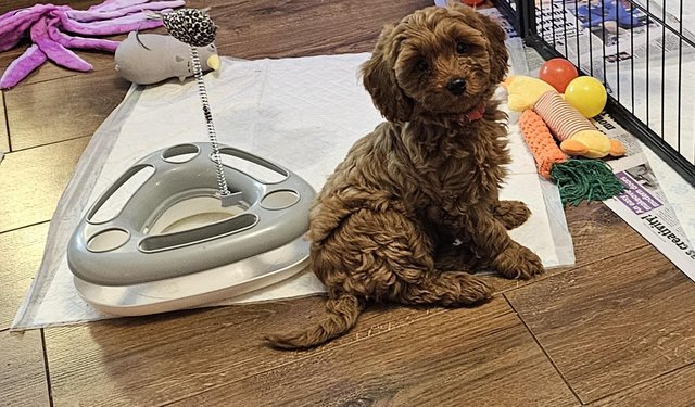Poodle puppies for sale in Wolverhampton, West Midlands – 2 years old - Image 3 of 9