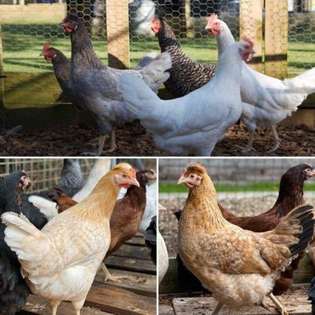 Image 3 of Wide Variety of Hybrid Hens for Sale at Point of Lay
