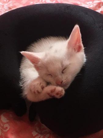 Image 4 of Bengal Cross Tabby Kittens