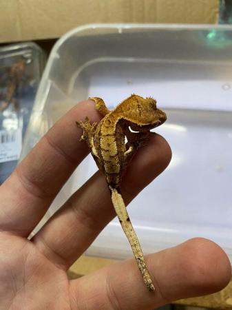 Image 2 of Extreme harlequin crested gecko £70
