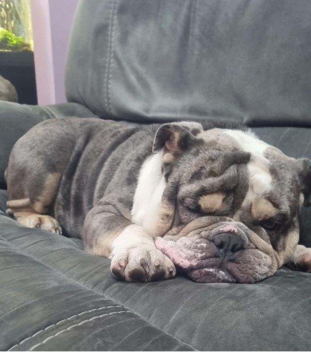 Preloved cheap british bulldog