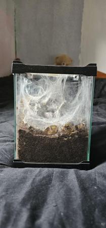 Image 2 of Tarantula for sale with enclosures