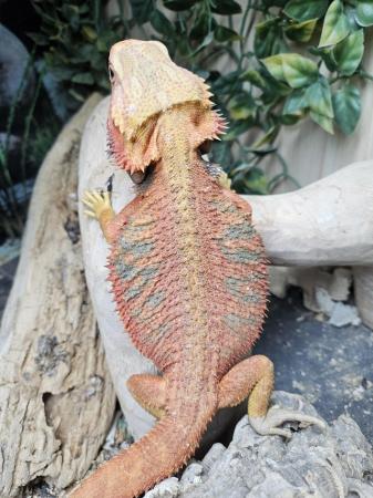 Image 5 of Male red hypo translucent morph bearded dragon