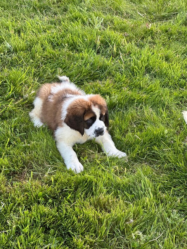 Preview of the first image of St Bernard Puppies Ready Now!!!.