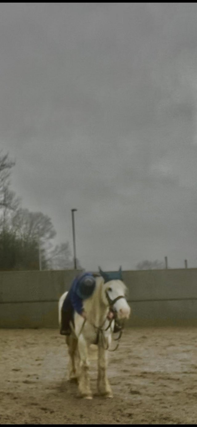 Preview of the first image of Horse wanted for loan Chorley.