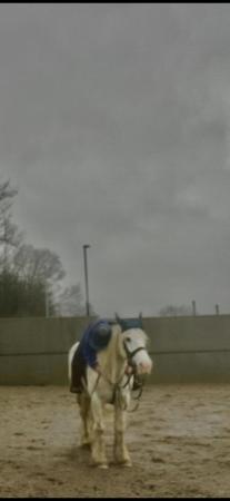 Image 1 of Horse wanted for loan Chorley