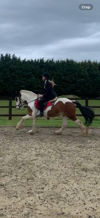 Image 3 of Welsh cob full loan can move 13.2 gelding
