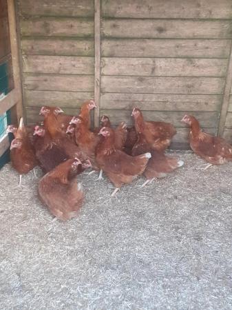 Image 2 of 17 WEEK OLD WARRENS CHICKENS P O L FULL VACCINATED