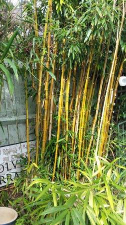 Image 2 of CANESof Bamboo.for staking, screening etc etc