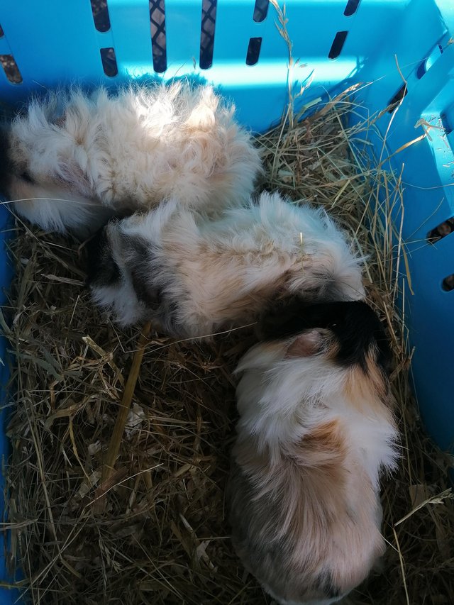 Preview of the first image of Lovely long haired baby Guinea pigs.