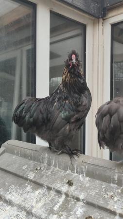 Image 7 of 3 month old Silkie x pekin rooster/cockerel