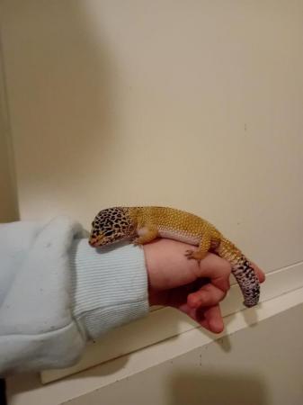 Image 4 of Leopard gecko male and enclosure