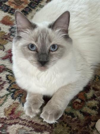 Image 8 of Full pedigree Ragdoll female